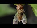 Cicada Molts in Epic Time Lapse