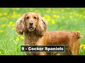 Top 10 BEST Dog Breeds For Seniors