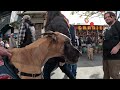 Cash 2.0 Great Dane at The Grove and Farmers Market in Los Angeles 46