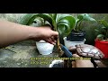 how to care for coconut bonsai to keep it stunted or mini, with regular cutting methods