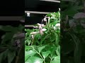 ফুলের নাম- শুটিং স্টার 💥#plants #flowers #garden #shorts....