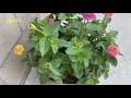 How to Grow Zinnia from Seed to Flower - in Borders and in Containers