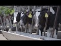 ows feeding process on modern farm close up cow