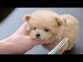 A very small puppy grooming for the first time at 3 months of age (Toy Poodle)