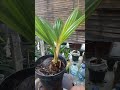 Mengolah bahan Bonsai Kelapa sejak dini