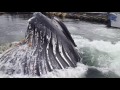Humpback Whale Breaches Surface By Docks