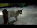 Kucing makan bakwan kawi? - cat tv