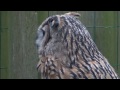 Eurasian Eagle Owl Hooting