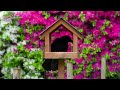 Cat TV for Cats to Watch 😸 Birds & Squirrels Eat as Flowers Bloom 🕊️ Videos for Cats