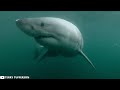 30 Scariest Shark Encounters Ever Caught On Camera