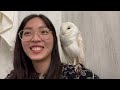 Japan: Owl Café & Tokyo National Museum