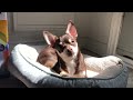 Chihuahua 2 months to 1 year transformation | From puppy to dog