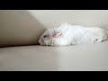 hamster sleeping on sofa(1)