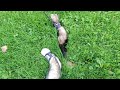 Ferret girls walking