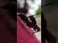 Bees mating on someones shoulder.