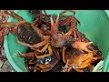 Single mother: Catching wild crabs with grandpa - A surprise gift for grandpa | Ly Phuc Binh