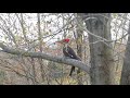 May 6 2018 Piliated Woodpecker window strike.