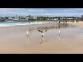 Seagull at Bondi Beach