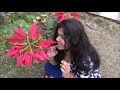 The season of bloom|ঋতু বদল| SUDIPTA SHILPI SHUBHECHHA| BENGALI SHORTS