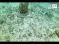 Snorkeling in Pass Island, Coron