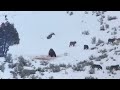 Junction Butte Wolf Pack Surrounds Grizzly Bear in Yellowstone National Park (December 29, 2019)
