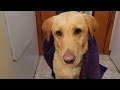 Water Dog Does Not Enjoy Her Bath Time - Bathing a Water Dog