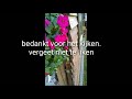 Kolibrie vlinder in de tuin