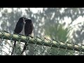 Drongo Duet