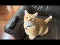 Henry the cat discusses his sloppiness