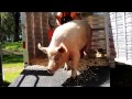 Rescued Pigs See Grass for First Time