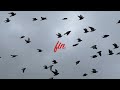 La reproduction des Pigeons Voyageurs #pigeon #pigeonsvoyageurs #reproduction @clubpigeon7697