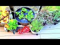 Our deck garden #garden #plants