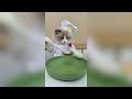 That Little Puff 😻 Cats Make Food 😻 TikTok Compilation 2024 #122