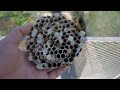 Chicks' Unusual Feast: Removing a Hornet Nest