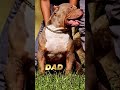 Savage puppies feasting on a cow heart ❤️( XL Bullies )