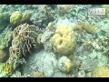 Snorkeling in Pass Island, Coron