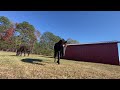 Draft Horses // The girls are getting their winter coats and enjoying the last of the grass.