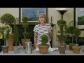 All Topiary Tips Videos