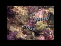 Fishes Feeding - Reef Life of the Andaman - Part 19