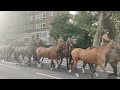 The horses are walking in column on Marylebone road