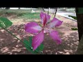 Orchid tree,purple bauhinia, camel's foot,butterfly tree, Hawaiian #orchid  tree, Орхидейное дерево