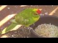 The Kakariki (Red-crowned Parakeet), a lively and curious bird!