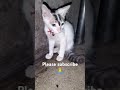 #like_share_subscribe_comment #catlover #catlove #babycat