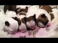 Daisy and Duster's Puppies Feeding