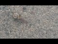 snailman