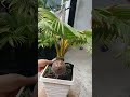 memper indah tampilan bonsai kelapa kita