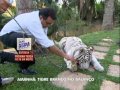 Amor à primeira vista: Geraldo Luís fica cara a cara com tigre branco