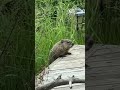 Groundhog On My Deck | I Named Her (Or Him) Pokey