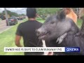 Owner has 15 days to claim runaway pig