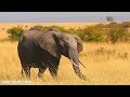 4K African Wildlife: Tarangire National Park Tanzania | Relaxation Film With Real Sounds
